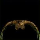 Bird.jpg (1898 Byte)