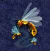 Deadly Swarm