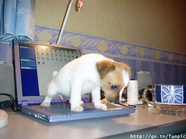 Hund.jpg